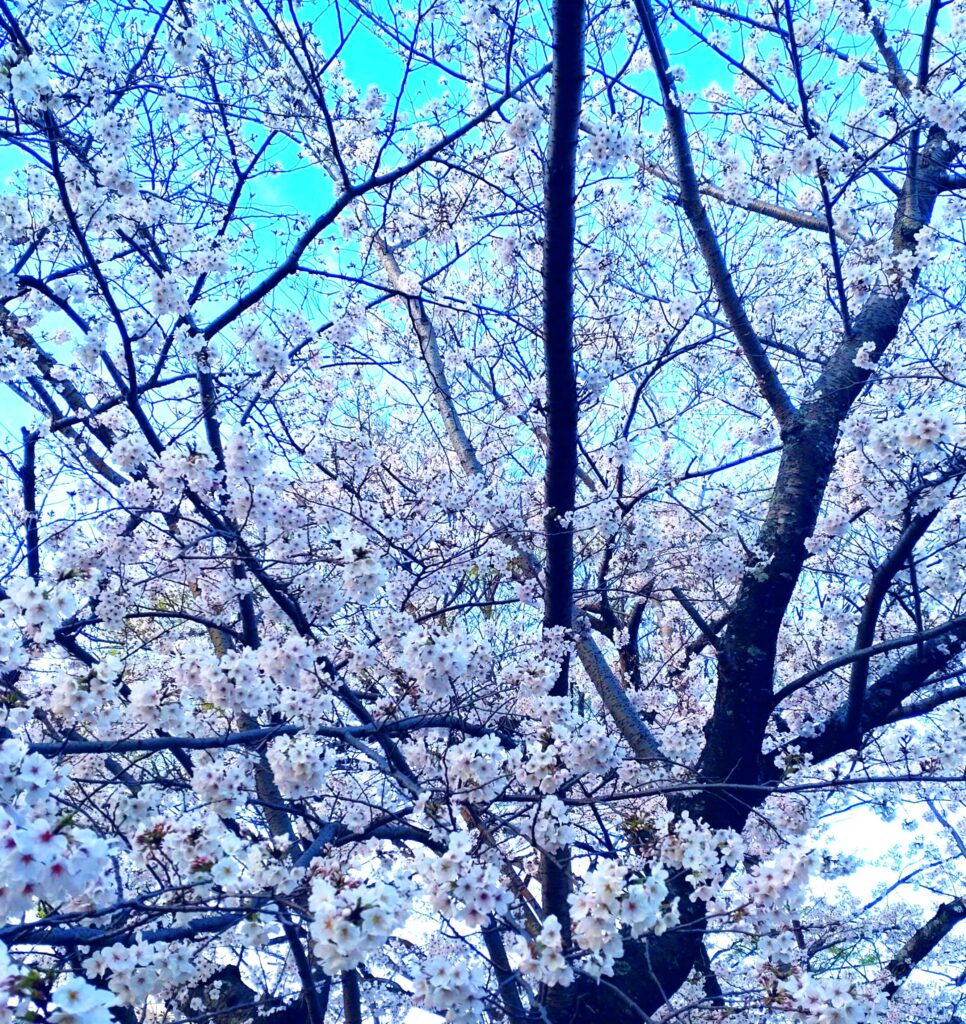 2025年4月「満開の桜の下で」 | アスカ総合事務所